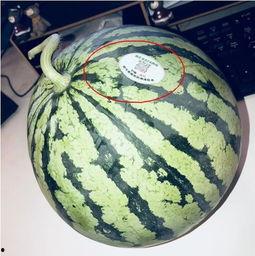 济宁网红吃瓜,揭秘幕后故事与热门话题