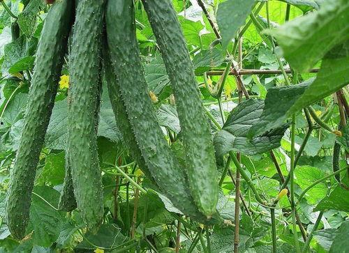 51我爱吃瓜网每日吃瓜,揭秘娱乐圈最新热点，每日吃瓜不停歇！