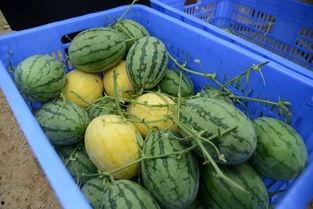 网红专门吃瓜的群,揭秘网红吃瓜群背后的趣味与热议